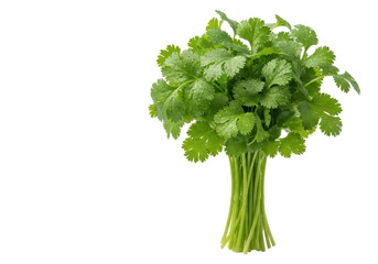 Fototapeta premium Vibrant green cilantro leaves bundled with glistening water droplets and visible veins, standing upright on a transparent background with copy space, soft shadows, concept of natural freshness.