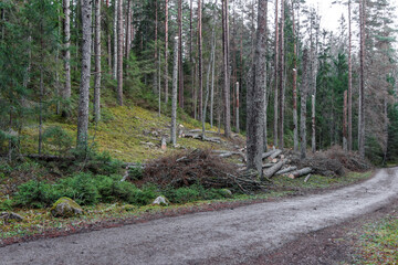 Deforestation and Logging Site by Forest Road © Jorens
