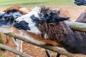 Close up portrait of a spotted llama at a farm