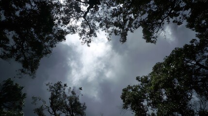 A cloudy sky viewed through dark tree silhouettes and branches