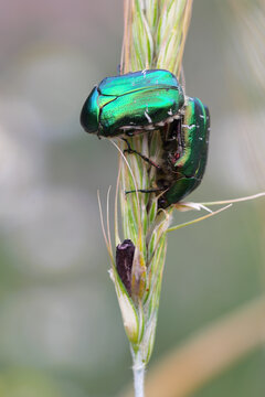 Beetles of rose chafer or the green rose chafer, Cetonia aurata eating Ergot, ergot fungi growing on a rye ear.