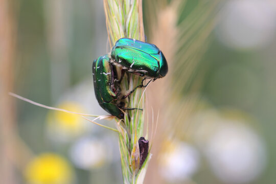 Beetles of rose chafer or the green rose chafer, Cetonia aurata eating Ergot, ergot fungi growing on a rye ear.