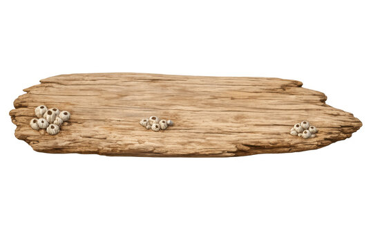 Driftwood plank presenting weathered wood texture and barnacles, creating a rustic ocean theme, transparent background