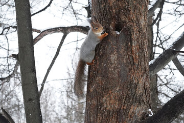 A red squirrel in a fluffy gray winter coat looks at the camera from a wide tree trunk, checking its food supply in a small hollow. The cute animal, with its black eyes and tufted ears, seems to smile