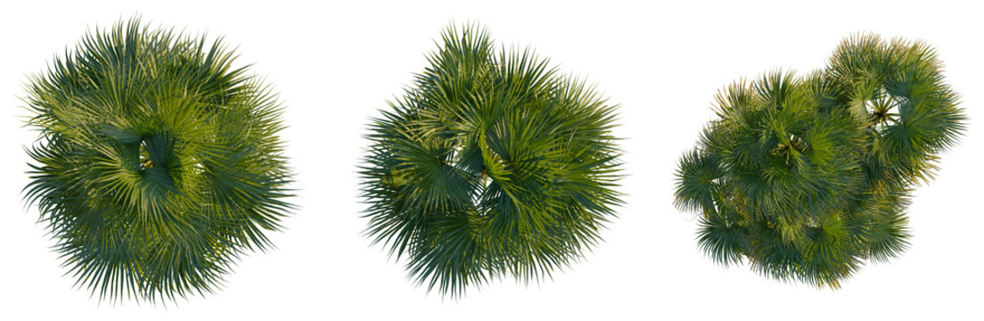 Acoelorrhaphe wrightii tree plan, top view, cutout, transparent background, isolate, Detailed Pine Tree Branch with Lush Green Needles, Nature's Intricate Beauty, Realistic Rendering