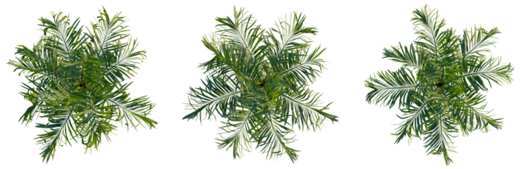 Areca catechu tree plan, top view, cutout, transparent background, isolate, Delicate fern leaf texture, nature background, detailed plant close-up, botanical element, green foliage