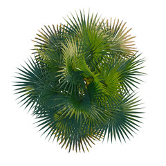 Borassus flabellifer tree plan, top view, cutout, transparent background, isolate, Detailed close-up of a vibrant green fern leaf showcasing intricate textures and natural beauty.