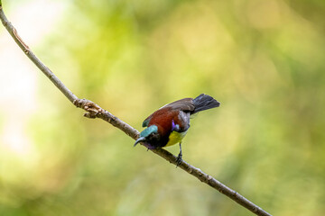 A male Purple-rumped Sunbird, endemic to the Indian Subcontinent, perches on a branch, displaying vibrant green, maroon, and yellow plumage.