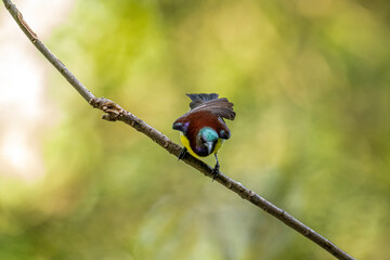 A male Purple-rumped Sunbird, endemic to the Indian Subcontinent, perches on a branch, displaying vibrant green, maroon, and yellow plumage.