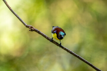 A male Purple-rumped Sunbird, endemic to the Indian Subcontinent, perches on a branch, displaying vibrant green, maroon, and yellow plumage.