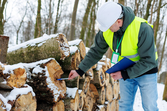 Forester evaluating the quality of harvested logs during a winter forest inspection. Forestry worker inspecting a large stack of felled timber logs for sale in a snowy winter woodland.