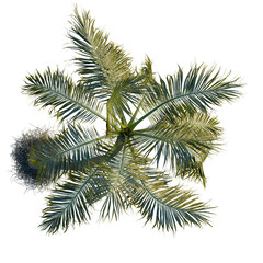 Cocos nucifera tree plan, top view, cutout, transparent background, isolate, Detailed close-up of a lush green plant with intricate textures and patterns, showcasing nature's beauty.