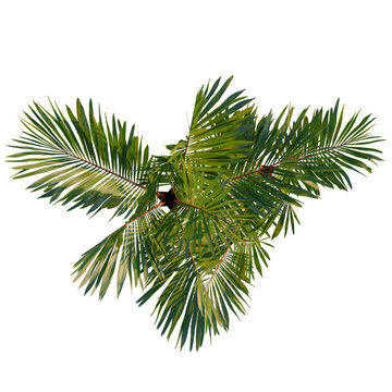 Cyrtostachys renda tree plan, top view, cutout, transparent background, isolate, Green Palm Leaf Close-Up, Detailed Texture and Natural Tropical Elements, Vibrant Color
