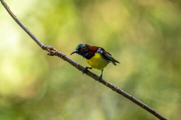 A male Purple-rumped Sunbird, endemic to the Indian Subcontinent, perches on a branch, displaying vibrant green, maroon, and yellow plumage.