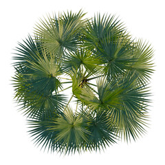 Saribus rotundifolius tree plan, top view, cutout, transparent background, isolate, Delicate fern leaf texture, intricate patterns, lush green foliage, natural beauty, detailed macro photography.