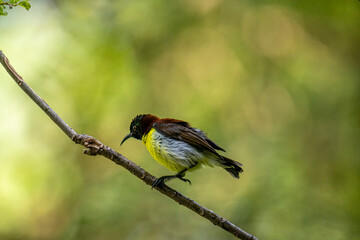 A male Purple-rumped Sunbird, endemic to the Indian Subcontinent, perches on a branch, displaying vibrant green, maroon, and yellow plumage.