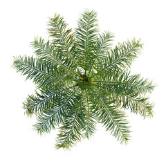Obraz premium Syagrus romanzoffiana tree plan, top view, cutout, transparent background, isolate, Detailed close-up of lush green fern leaves, vibrant and full of life, nature's beauty.