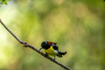 A male Purple-rumped Sunbird, endemic to the Indian Subcontinent, perches on a branch, displaying vibrant green, maroon, and yellow plumage.
