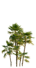 Fototapeta premium Acoelorrhaphe wrightii tree, front view, cutout, transparent background, isolate, Group of palm trees in a tropical forest with lush green foliage and vibrant scenery.