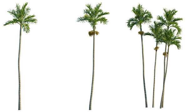 Areca catechu tree, front view, cutout, transparent background, isolate, Aerial view of lush green tropical rainforest canopy with vibrant foliage and stunning natural beauty
