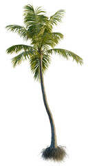 Cocos nucifera tree, front view, cutout, transparent background, isolate, Detailed closeup of a tree root system with soil, perfect for botanical illustration and design.