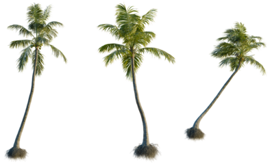 Cocos nucifera tree, front view, cutout, transparent background, isolate, Detailed close-up of a climbing vine with vibrant green leaves and a sturdy brown stem.