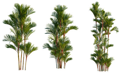 Cyrtostachys renda tree, front view, cutout, transparent background, isolate, Majestic Palm Trees Grouped Together in a Lush Tropical Forest, Vibrant Greenery