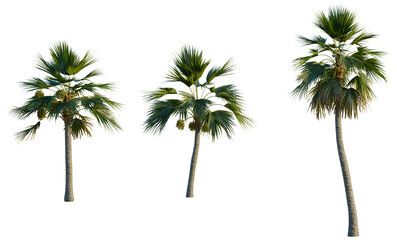 Obraz premium Pritchardia pacifica tree, front view, cutout, transparent background, isolate, Close-up view of a lush green palm tree with a vibrant tropical atmosphere, perfect for nature themes.