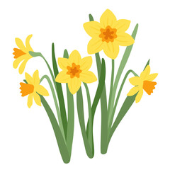 Spring garden flowers, daffodils with green leaves. Spring plants vector illustration