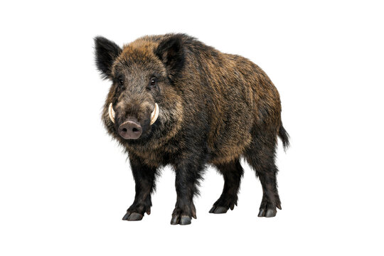 wild boar standing on a clean white background, showing detailed coarse fur, natural body structure, curved tusks, and strong muscular form. Soft studio lighting with clear texture, high clarity
