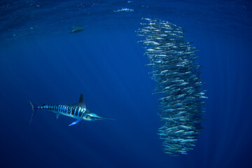 Striped marlins are hunting a small sardines. One of the fastest fish in the ocean. Fish with the long sword on their head.