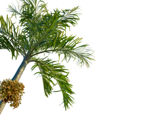 Areca catechu tree, corner view, cutout, transparent background, isolate, Betel Palm Tree with Green Leaves and Red Fruits, Tropical Plant Close-up, Nature