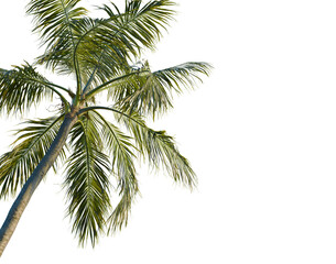 Fototapeta premium Cocos nucifera tree, corner view, cutout, transparent background, isolate, Detailed close-up view of a green palm tree trunk with leaves and texture.