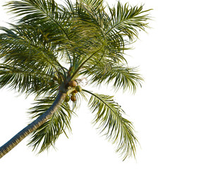 Fototapeta premium Cocos nucifera tree, corner view, cutout, transparent background, isolate, Lush Palm Tree with Vibrant Green Fronds, Tropical Paradise, Nature Landscape