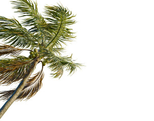 Cocos nucifera tree, corner view, cutout, transparent background, isolate, Majestic Palm Tree Silhouette Against a Dramatic Sunset Sky, Perfect for Tropical Themes