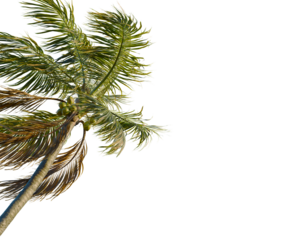 Cocos nucifera tree, corner view, cutout, transparent background, isolate, Majestic Palm Tree Silhouette Against a Dramatic Sunset Sky, Perfect for Tropical Themes