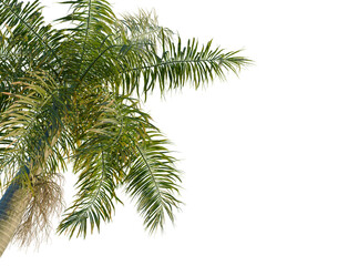 Fototapeta premium Roystonea regia tree, corner view, cutout, transparent background, isolate, Detailed close-up of a palm tree trunk with roots, beautifully lit for a natural feel.