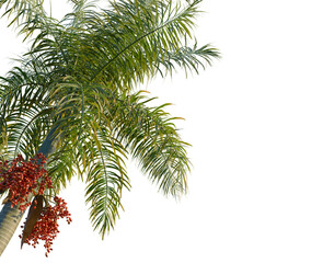 Fototapeta premium Roystonea regia tree, corner view, cutout, transparent background, isolate, Close-up of a ripe areca nut cluster on a palm tree branch in a tropical landscape.