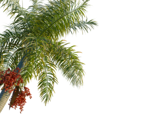 Roystonea regia tree, corner view, cutout, transparent background, isolate, Close-up of a ripe areca nut cluster on a palm tree branch in a tropical landscape.
