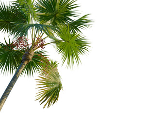 Saribus rotundifolius tree, corner view, cutout, transparent background, isolate, Lush green palm tree with vibrant red fruits against a blurred natural backdrop