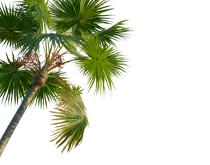 Saribus rotundifolius tree, corner view, cutout, transparent background, isolate, Lush green palm tree with vibrant red fruits against a blurred natural backdrop