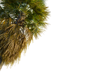 Washingtonia filifera tree, corner view, cutout, transparent background, isolate, Detailed close-up of a vibrant, textured leaf showing intricate details and natural beauty.