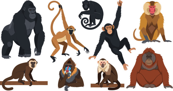 Cartoon primate character collection featuring gorilla, chimpanzee, orangutan, and monkey species, colorful wildlife vector illustration