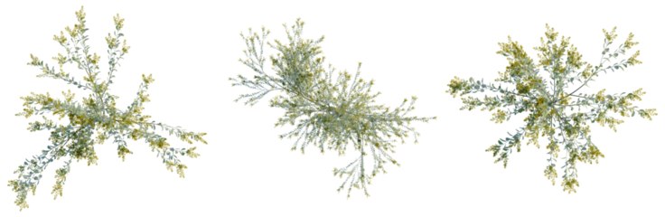 Acacia podalyriifolia tree plan, top view, cutout, transparent background, isolate, Delicate sprig of lilac branches with tiny blossoms, isolated on a clean background.