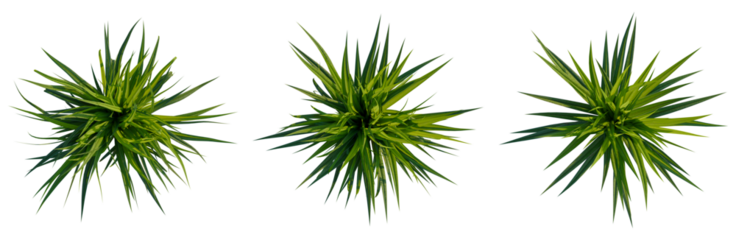 Astelia chathamica tree plan, top view, cutout, transparent background, isolate, Elegant Yucca Plant with Lush Green Foliage, Perfect for Botanical and Natural Themes