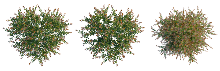 Austromyrtus dulcis tree plan, top view, cutout, transparent background, isolate, Autumnal Foliage Texture, Detailed Close-Up of Brown Leaves with Intricate Veins and Natural Patterns