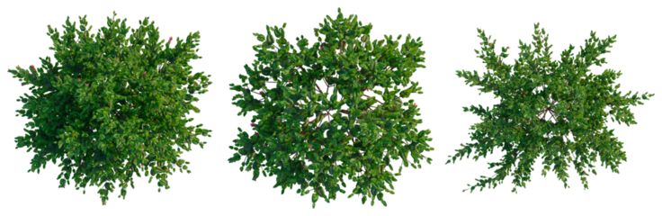 Correa dusky bells tree plan, top view, cutout, transparent background, isolate, Lush Greenery: Detailed Leaf Texture with Natural Lighting and Botanical Elements