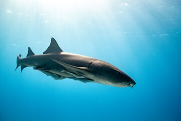 Fototapeta premium Nurse shark swimming in clear waters of bimini