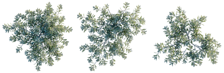 Eremophila glabra Kalbarri carpet tree plan, top view, cutout, transparent background, isolate, Delicate fern branch, detailed botanical illustration for nature and wellness designs.