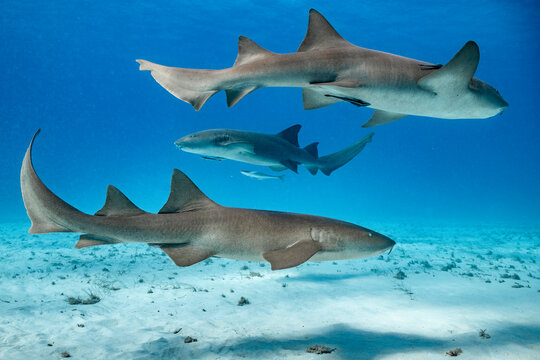 Nurse Sharks Swim near Bimini Island, Bahamas